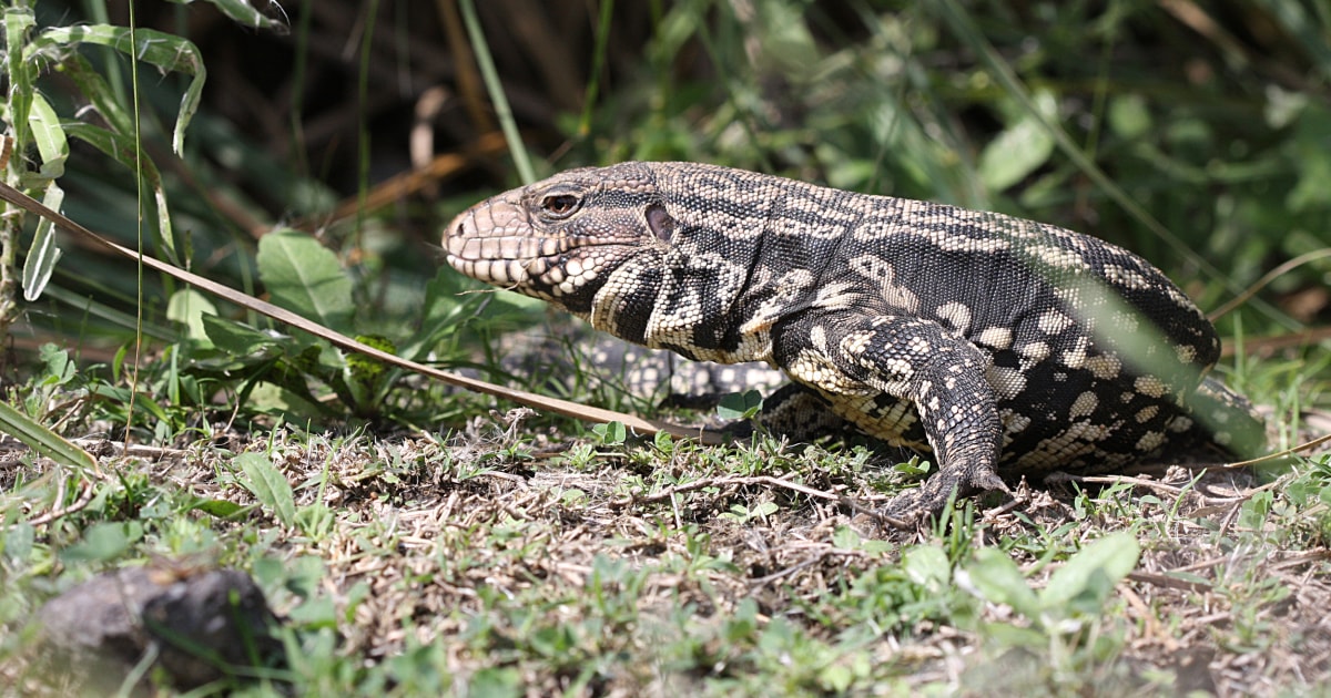 Invasive South American lizard sighted in Georgia for 3rd year ...