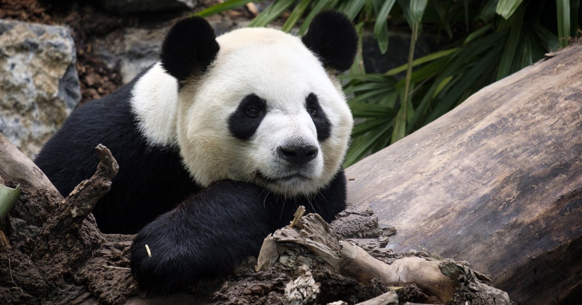 Canada zoo to return pandas to China because bamboo too hard to get during  pandemic