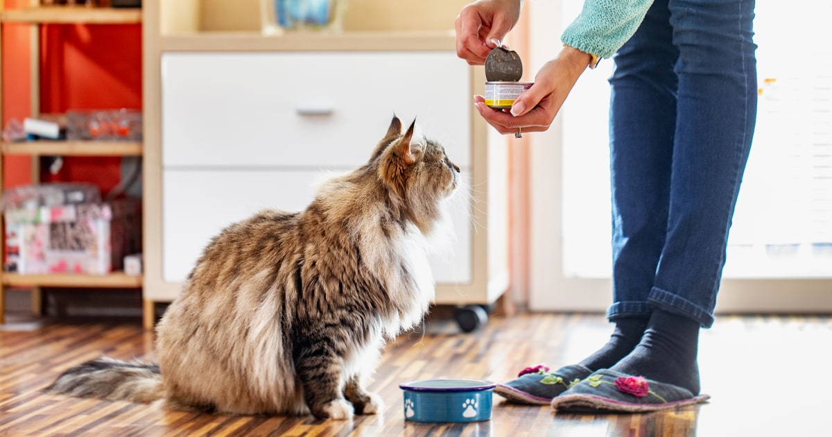 How to buy the best cat food, according to veterinarians