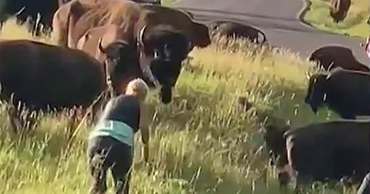 Bison attacks woman taking photos of herd at South Dakota state park
