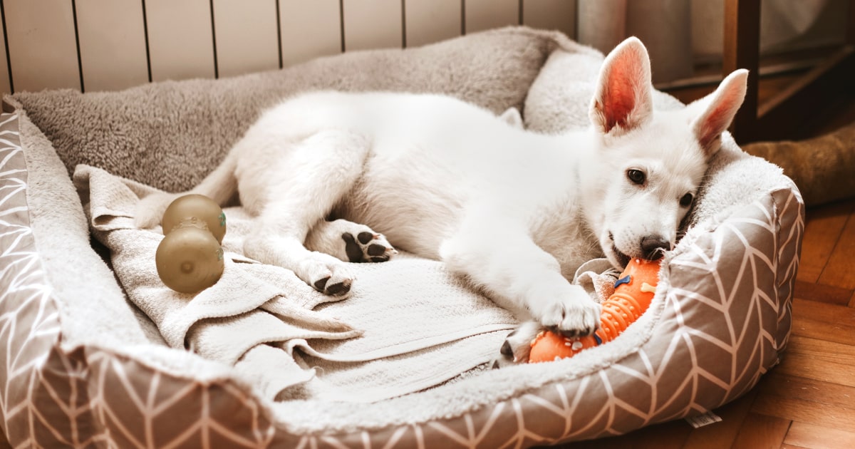 is tesco peanut butter safe for dogs