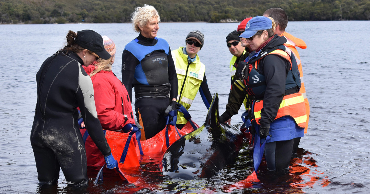 Australian rescuers save 70 stranded whales after 380 die