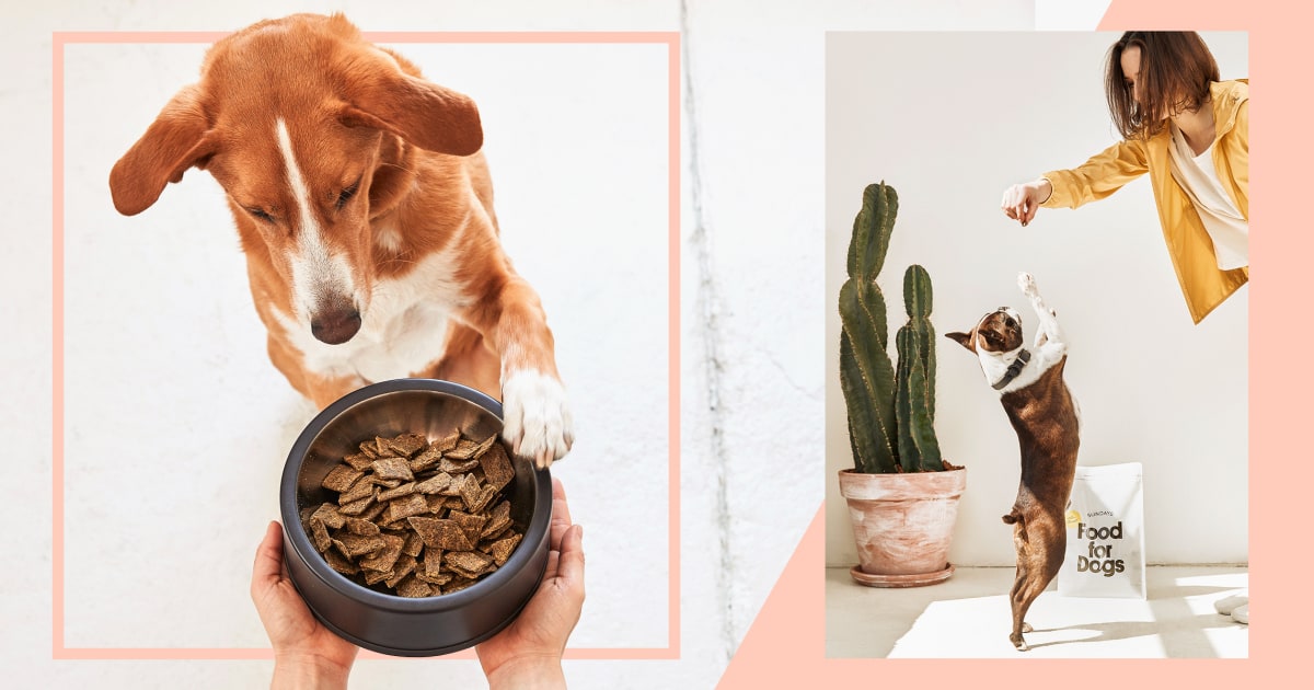 DTC dog food brands are on the rise What to know