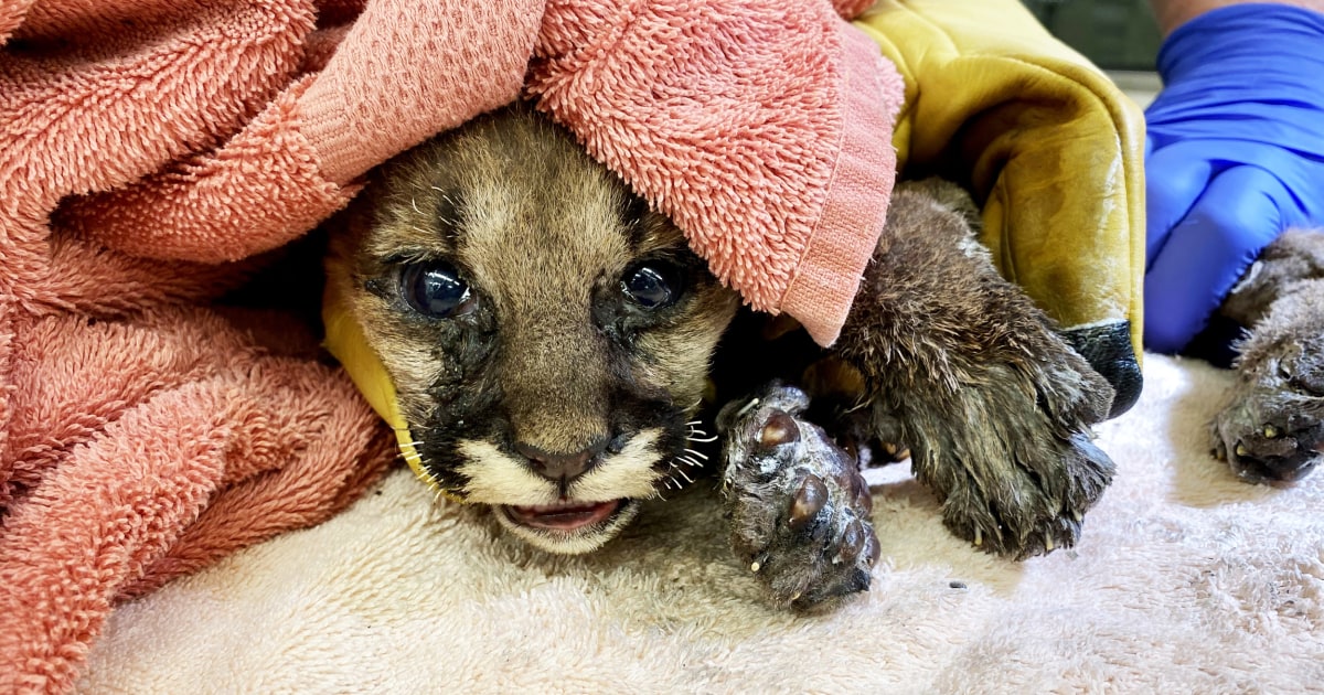 Mountain lion cub burned in California fire is rescued by firefighter, treated at zoo