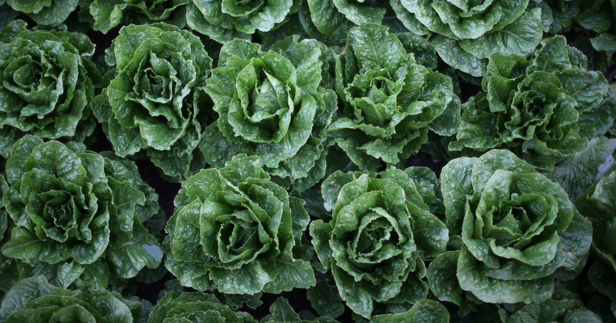 it-s-safe-to-eat-romaine-lettuce-cdc-says