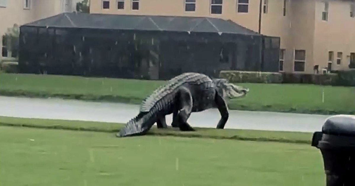 Video shows gigantic gator at Florida golf club amid Tropical Storm Eta