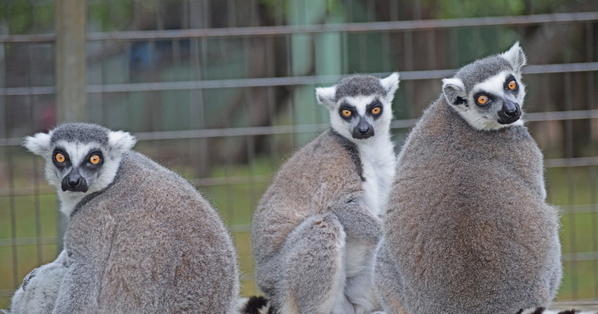 Chimpanzee, monkeys and lemurs die after Texas sanctuary loses power