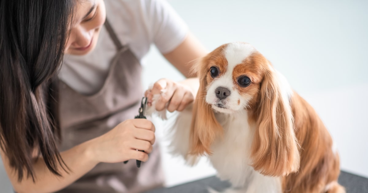 6 best dog nail trimmers of the year, according to experts