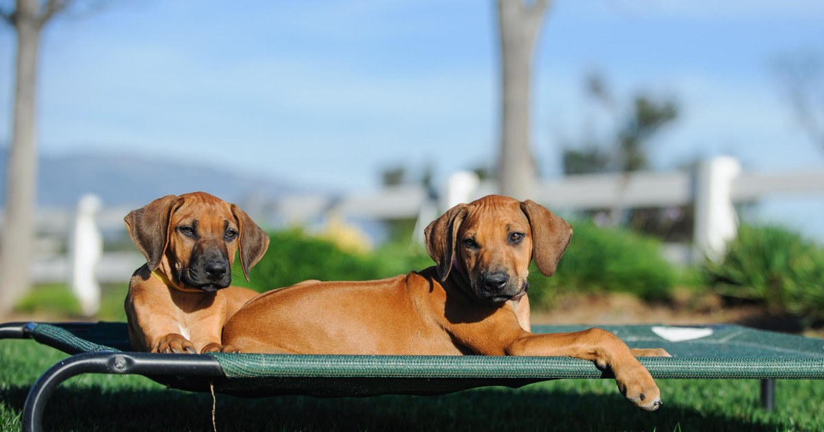 waardigheid Slaapkamer Manuscript The 7 best outdoor dog beds this year