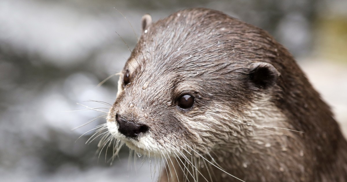 Otters at Aquarium test positive for Covid19