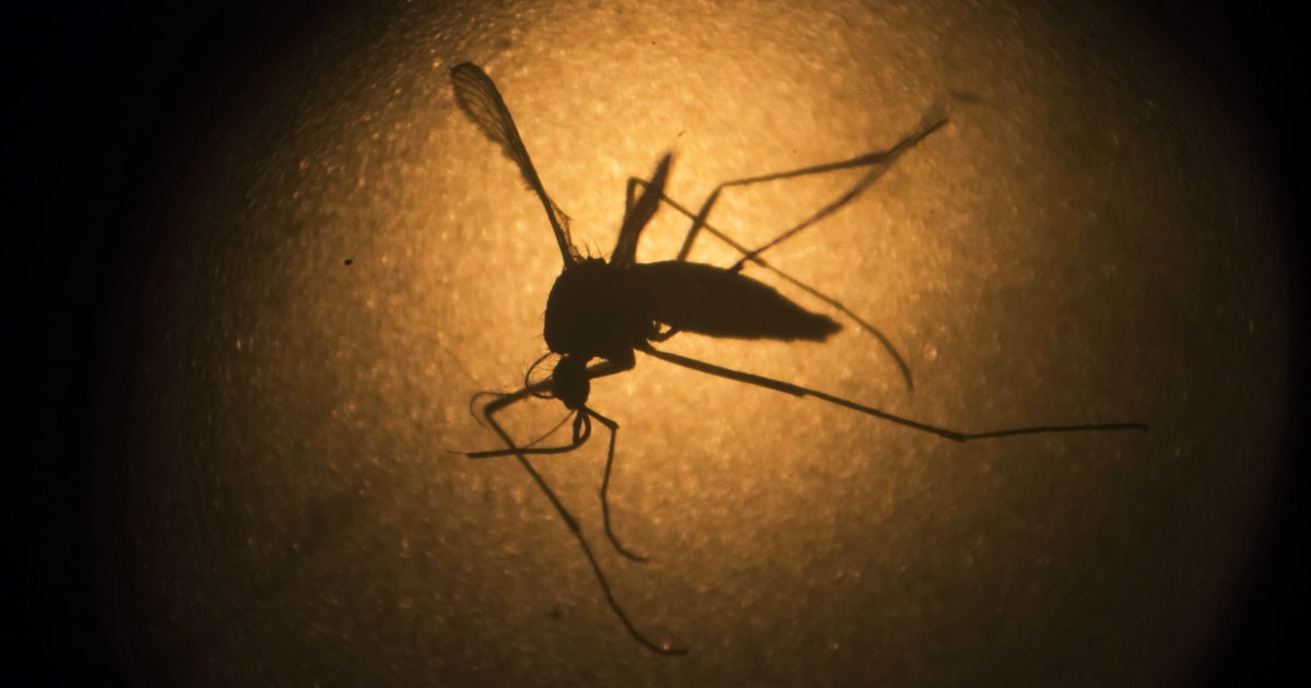 Genetically modified mosquitoes to be released in Florida