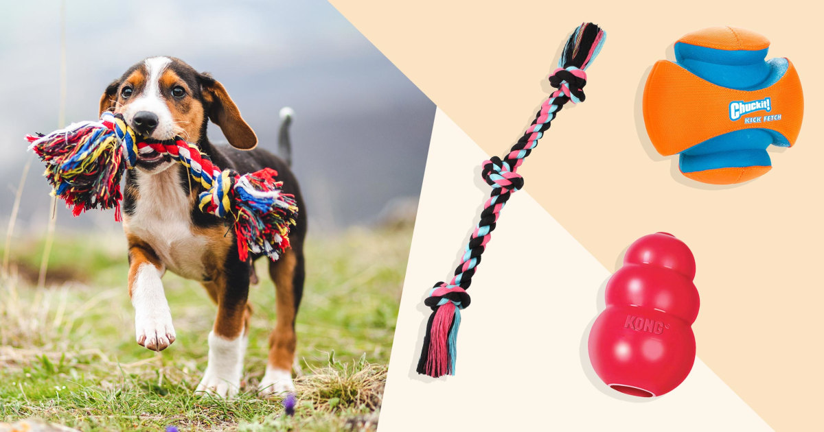 The 16 best dog toys to entertain every type of dog in 2021