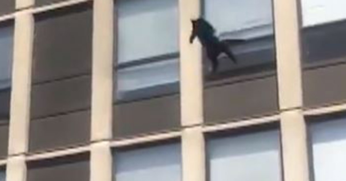 Video shows Chicago cat surviving 5story jump, bouncing once and