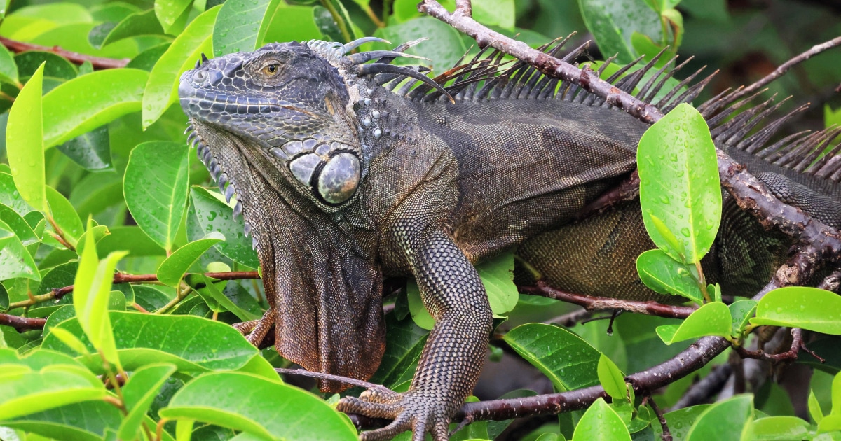Florida man claims 'stand your ground' defense in iguana killing