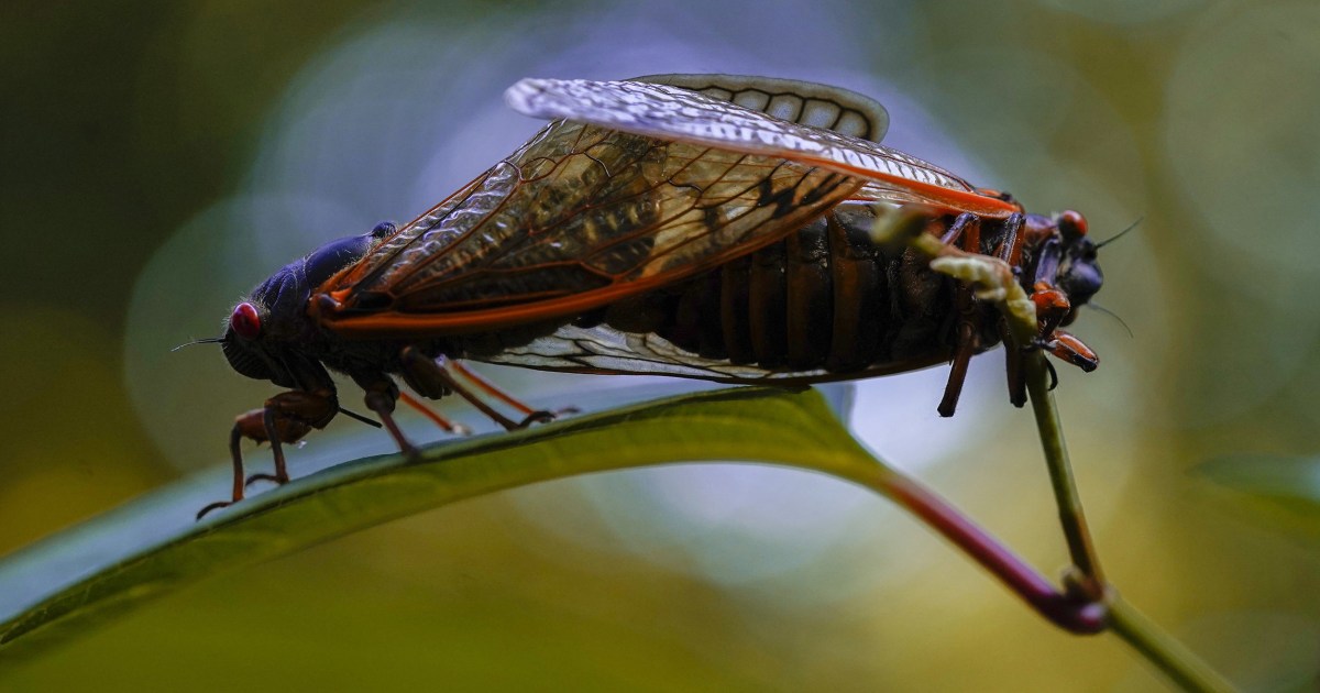 cicadas-use-their-newfound-powers-to-attack-president-ground-white-house-plane-resetera