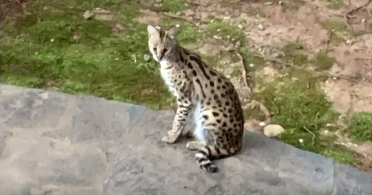 Atlanta woman wakes up to find serval cat in bed after husband leaves door open