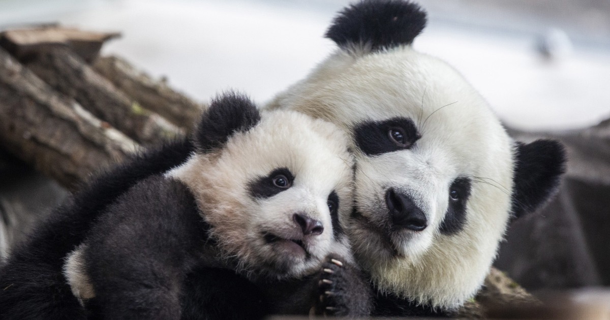 Giant pandas no longer classed as endangered after population growth