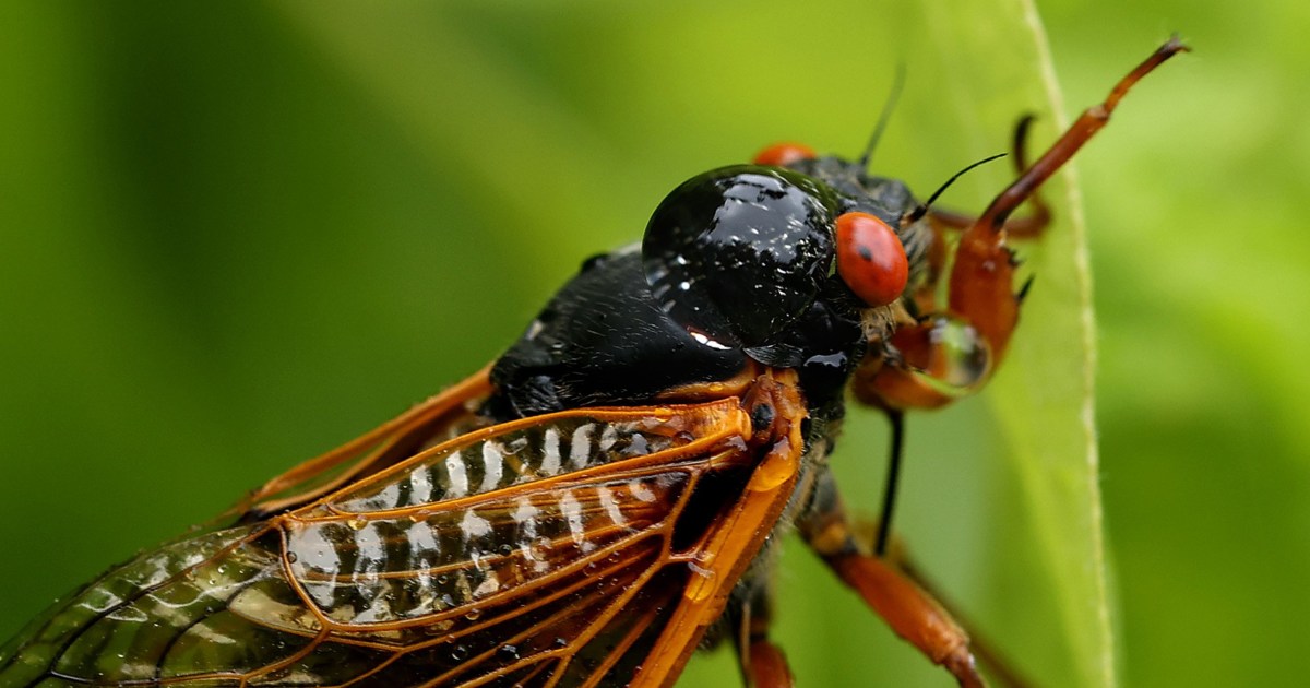 More cicadas that 'like to scream' are emerging this summer