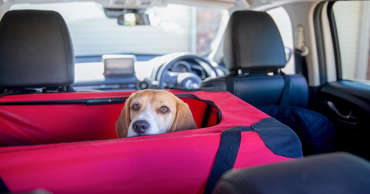 Safe Car Travel With Your Dog Crash, Best Cars With Big Back Seats