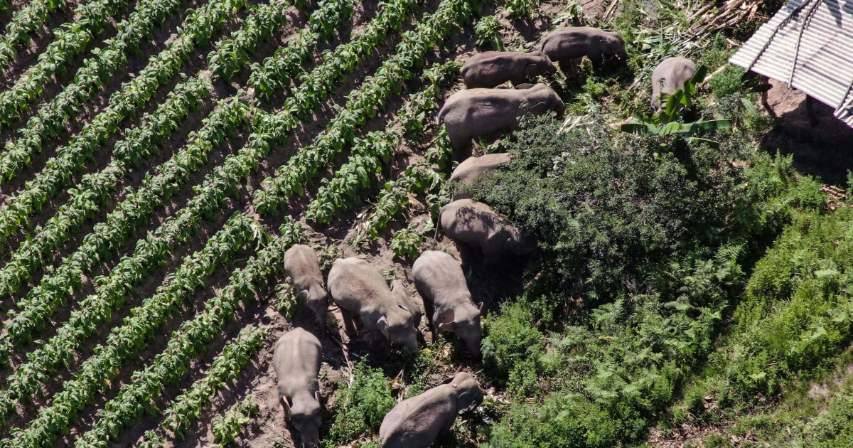 China's wandering elephants appear to be going home