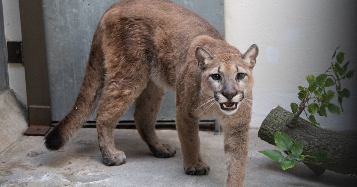 80-pound cougar removed from New York City home - NBC News