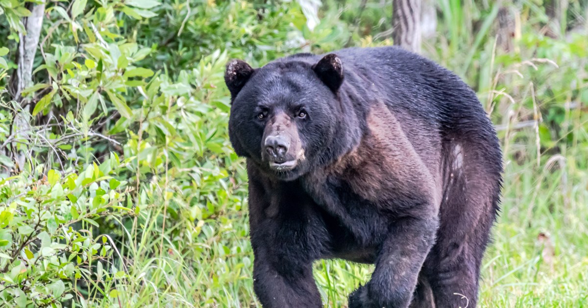 Black bear attacks couple in North Carolina