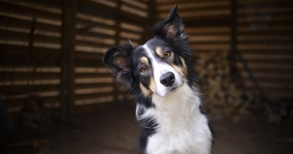 Super Smart Dogs Learn the Names of Toys Quickly (and Remember Them Later)