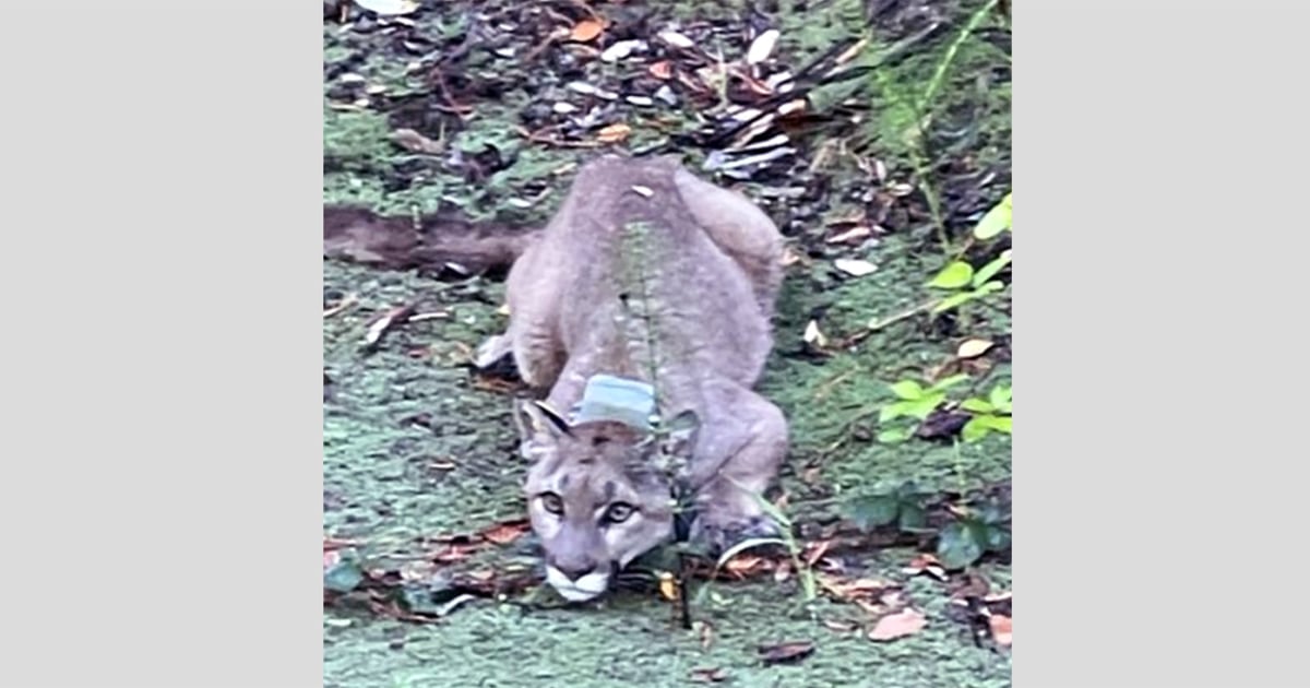 Mountain Lion Sighting Prompts Lockdowns At Two California Schools   211018 Mountain Lion Cover Ac 751p 