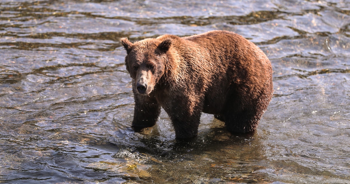 Bicyclist confronts 500-pound bear and survives, Alaska officials say