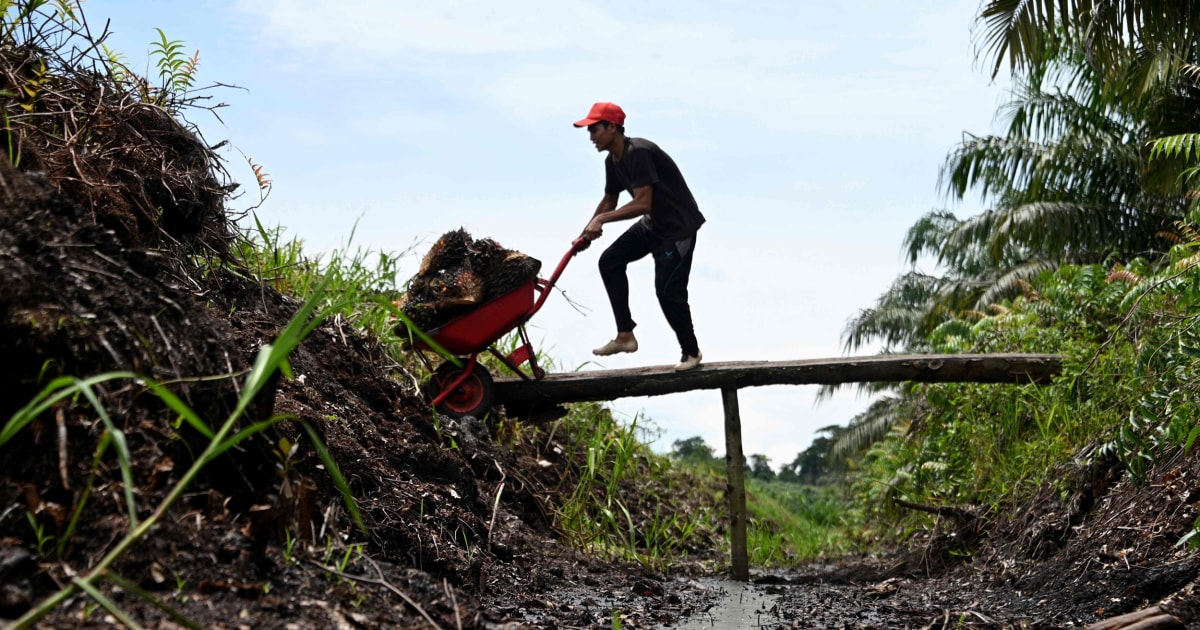 Indonesia Criticizes Cop26 Deforestation Pledge As Unfair Days After Signing It