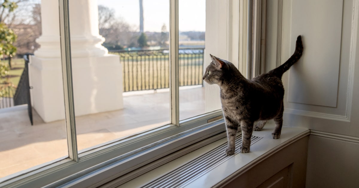 Bidens finally welcome a cat, Willow, to the White House