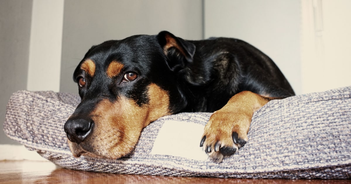 https://media-cldnry.s-nbcnews.com/image/upload/t_nbcnews-fp-1200-630,f_auto,q_auto:best/newscms/2022_37/3570719/220912-dog-beds-bd-2x1.jpg