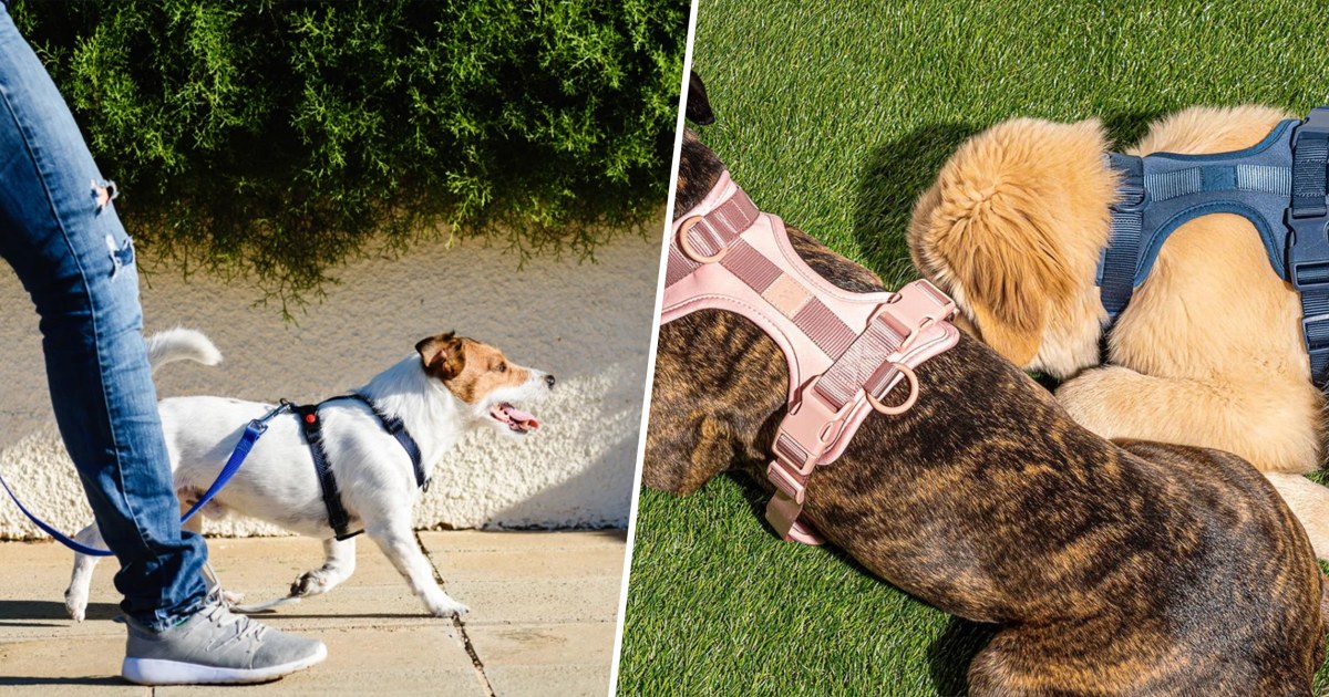 7 best dog harnesses to shop, according to experts