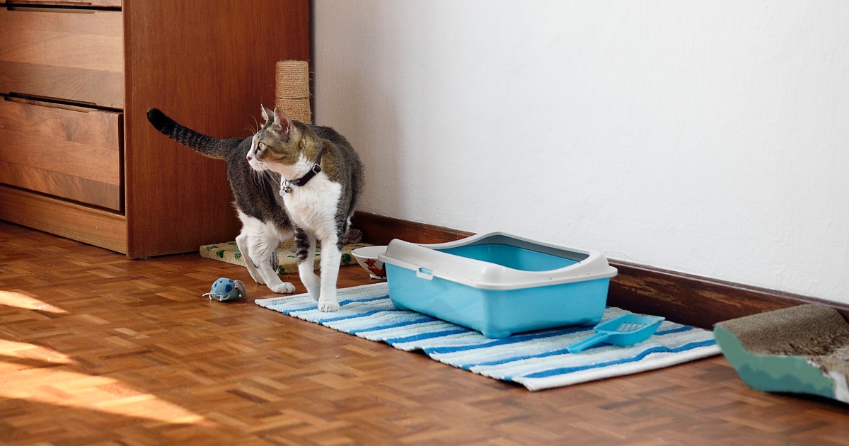 Best litter boxes for senior cats best sale