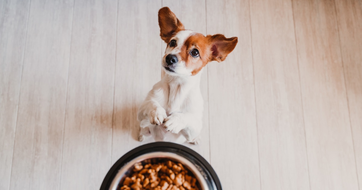 Best dry dog food, according to experts