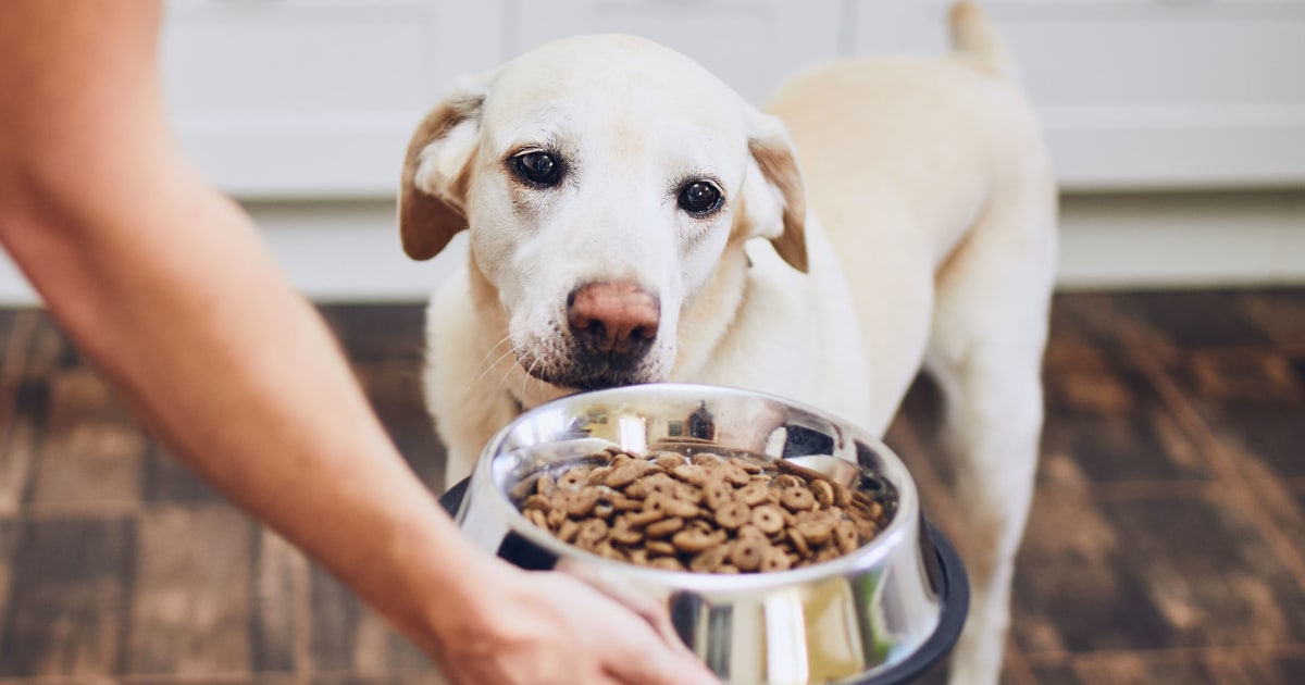 Пищевая аллергия у собак: симптомы, причины и решение 1