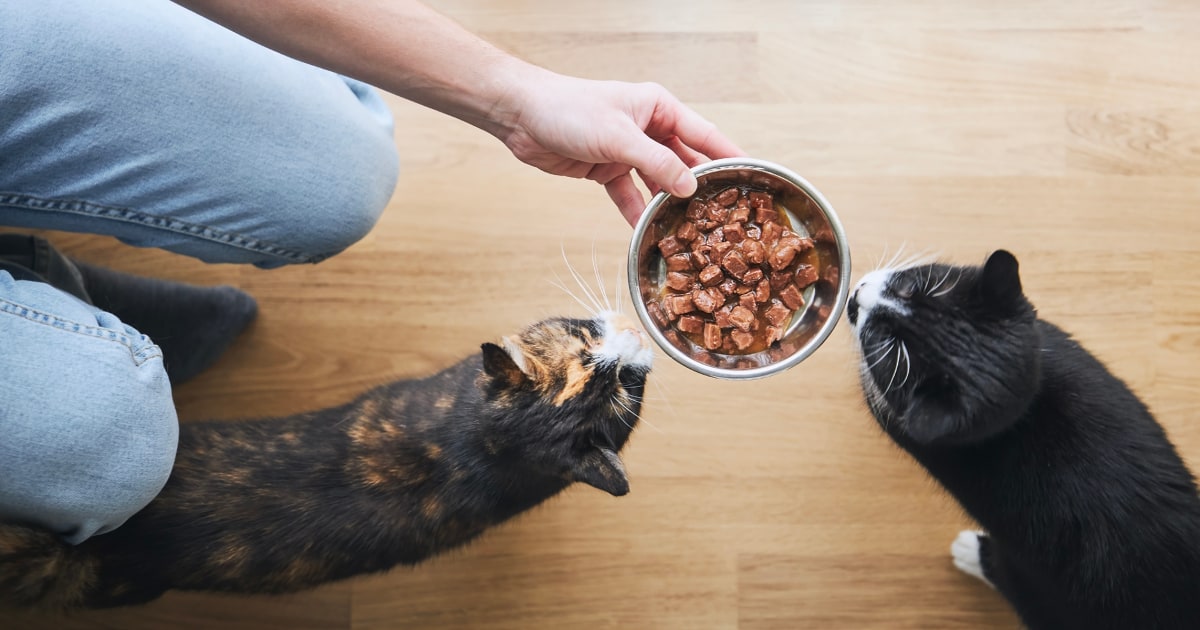 Best wet cat food for kittens, seniors and pets with sensitive stomachs