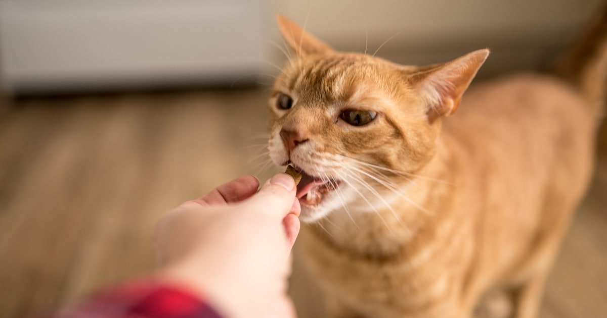 The best cat treats in 2023, according to veterinarians