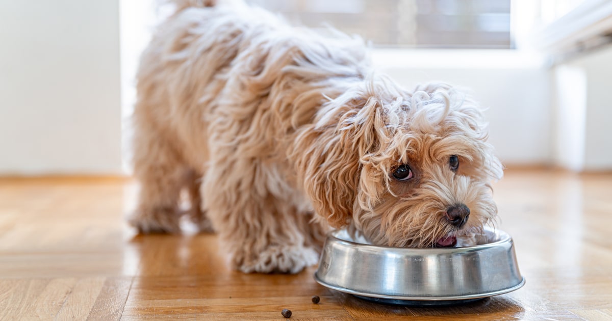 Extra Large Dog, Stylish Elevated Dog Bowls for Large Breed