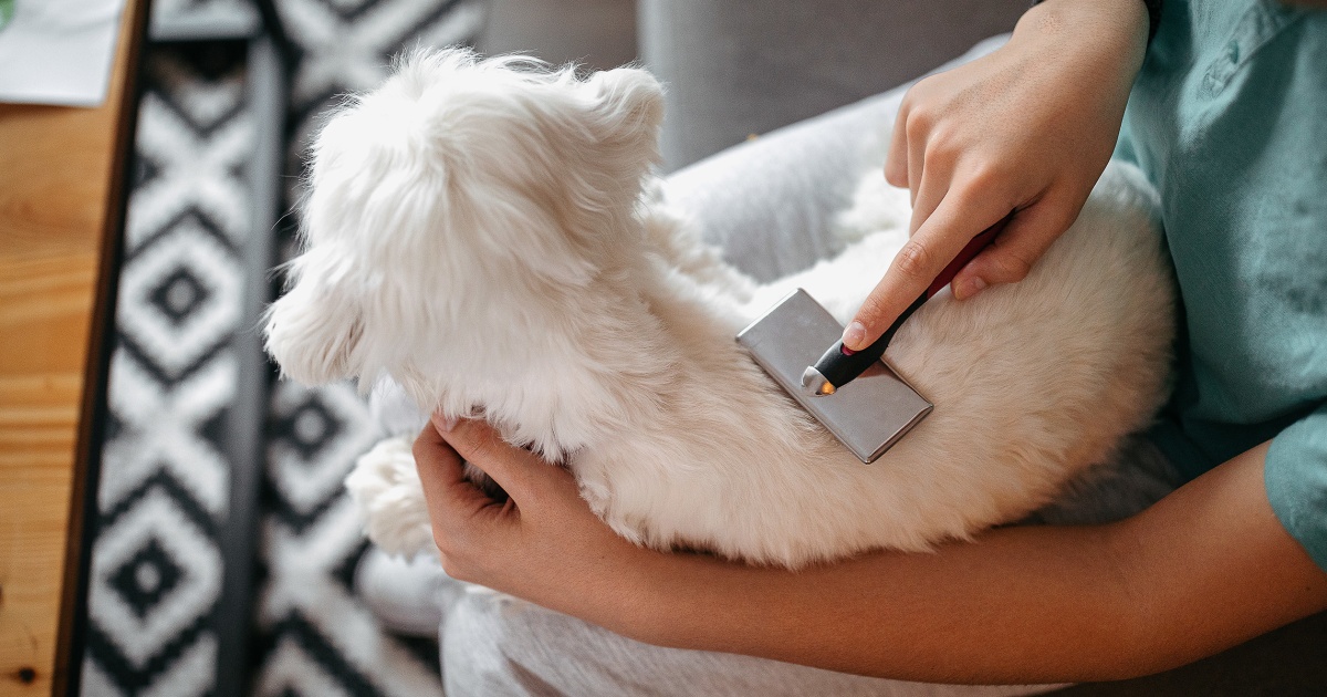 22 best at-home dog grooming products, according to experts