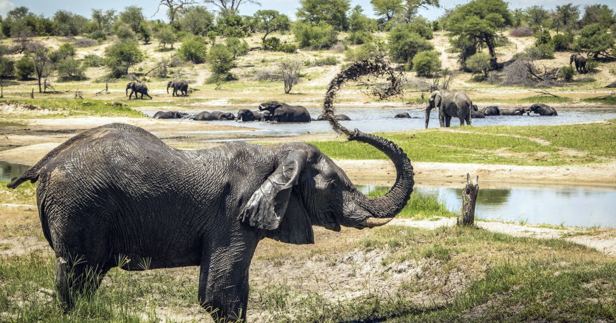 Download Once Seen As Loners Male Elephants Shown To Follow Elders