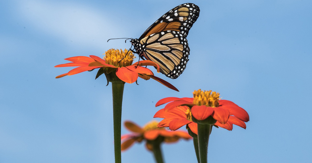 Download Monarch Butterfly Population Moves Closer To Extinction