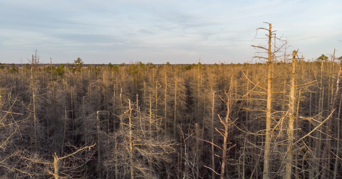 Ghost forests creep up U.S. East Coast - NBC News