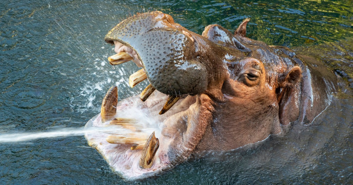 Otis, the 'smiling hippo' at the San Diego Zoo, dies at 45 after being ...