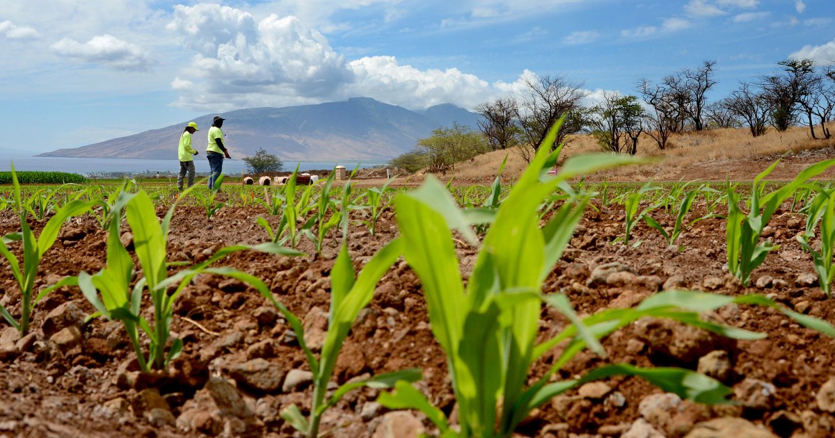 Monsanto to plead guilty to illegal pesticide use in Hawaii, pay 12