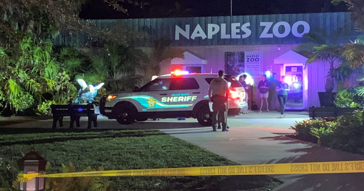 Tiger fatally shot after biting worker’s arm at Florida zoo authorities say – NBC News