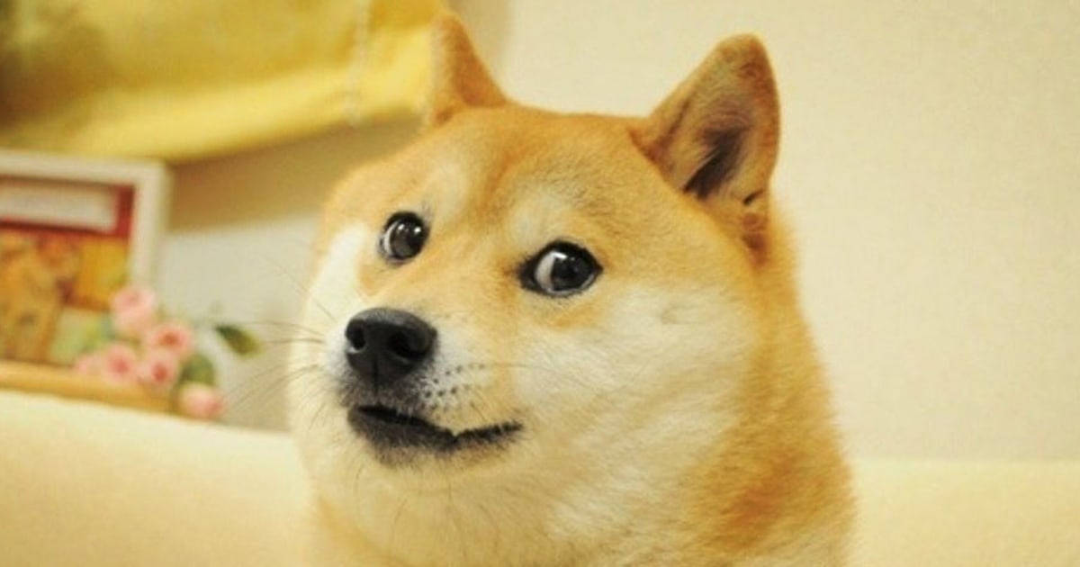 Shiba inu behind 'Doge' meme diagnosed with leukemia and liver disease, owner says