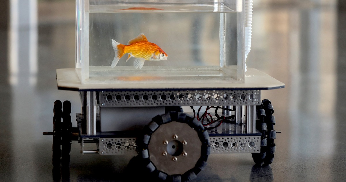 Các nhà khoa học Israel dạy một con cá vàng lái một chiếc ô tô robot trên Trái đất