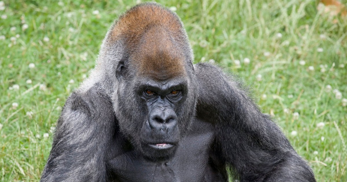 Ozzie, the world's oldest male gorilla, dies at 61 at Zoo Atlanta