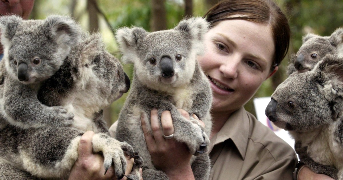 Australia To Spend Additional 35 Million To Protect Koalas